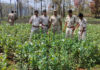 Opium poppy plantations worth Rs.28 crore destroyed in Similipal