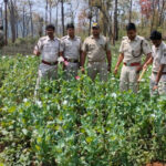 Opium poppy plantations worth Rs.28 crore destroyed in Similipal