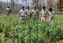 Opium poppy plantations worth Rs.28 crore destroyed in Similipal